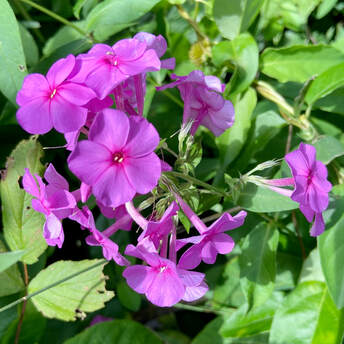 pink phlox and green leaves from garden